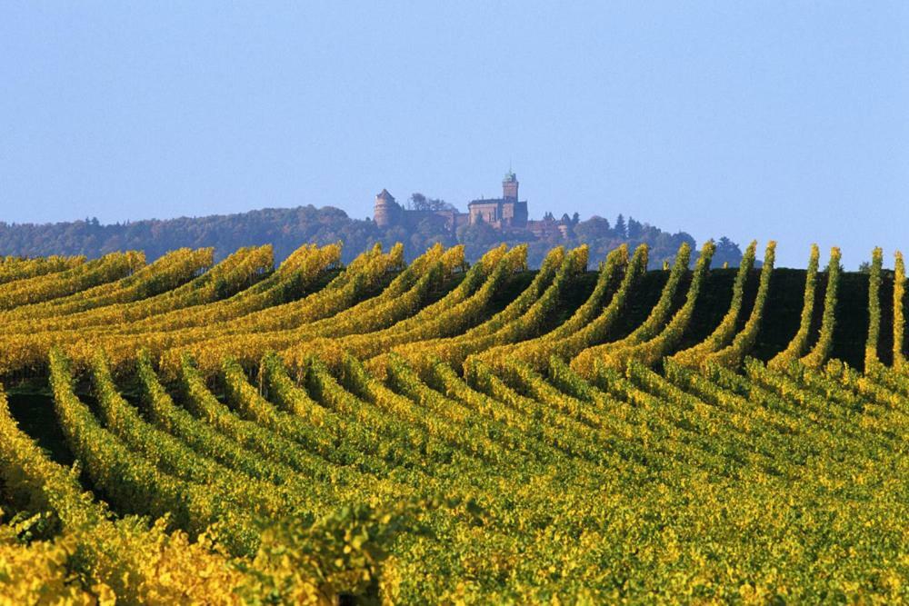Gites Marschall Jean-Pierre Beblenheim Exteriér fotografie